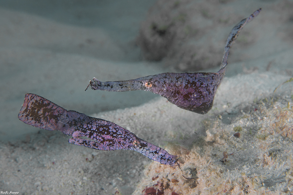 Ghost Pipefishes (Solenostomidae) - Marine Life Identification