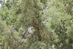 Juniperus occidentalis