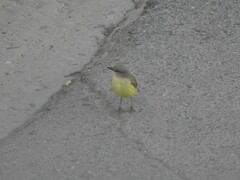 Machetornis rixosa