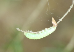 Apoda limacodes