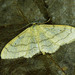 Idaea aversata - Photo (c) Michał Brzeziński, algunos derechos reservados (CC BY-NC), subido por Michał Brzeziński