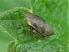 Aphrodes makarovi