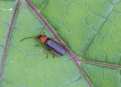 Silis ruficollis