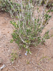 Megalochlamys