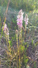 Pedicularis attollens