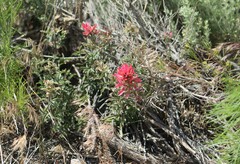 Castilleja angustifolia angustifolia