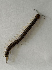 Hemiscolopendra