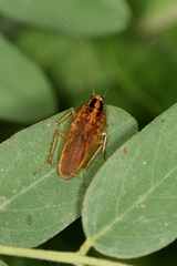 Blattella nipponica