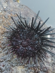 Stomopneustes variolaris