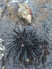 Stomopneustes variolaris