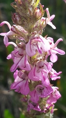 Pedicularis attollens
