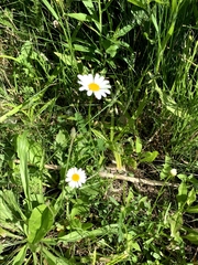 Leucanthemum vulgare