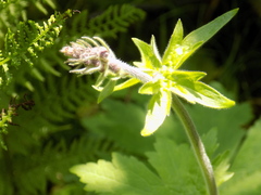 Aconitum septentrionale