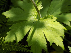 Aconitum septentrionale