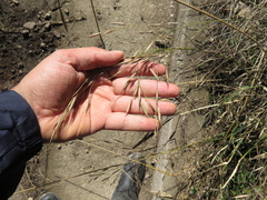 Bromus pitensis
