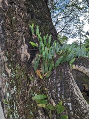 Pyrrosia adnascens