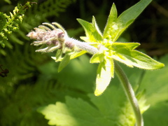 Aconitum septentrionale