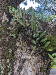 Pyrrosia adnascens