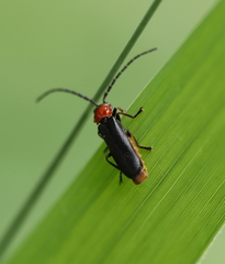 Silis ruficollis