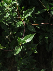 Valeriana clematitis
