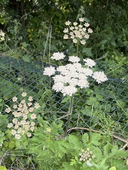 Heracleum sphondylium