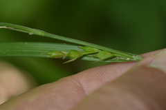 Carex oligocarpa
