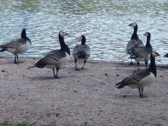 Branta leucopsis