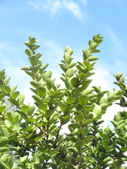Xylosma spiculifera