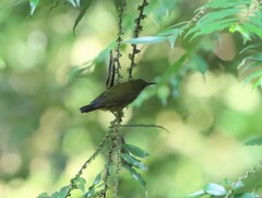 Kurochkinegramma hypogrammicum