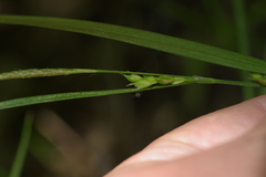 Carex oligocarpa