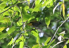 Rubigula cyaniventris