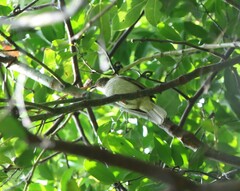 Rubigula erythropthalmos