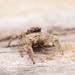 Habronattus cognatus - Photo (c) Buddy, some rights reserved (CC BY-NC), uploaded by Buddy