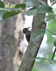 Blythipicus rubiginosus