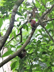 Blythipicus rubiginosus