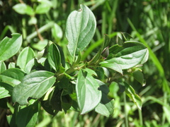 Barnadesia spinosa