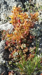 Sedum obtusatum