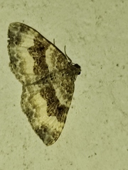 Epirrhoe rivata