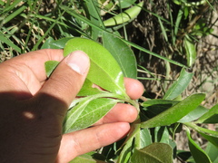 Daphnopsis caracasana