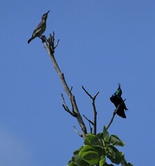 Cinnyris bifasciatus microrhynchus
