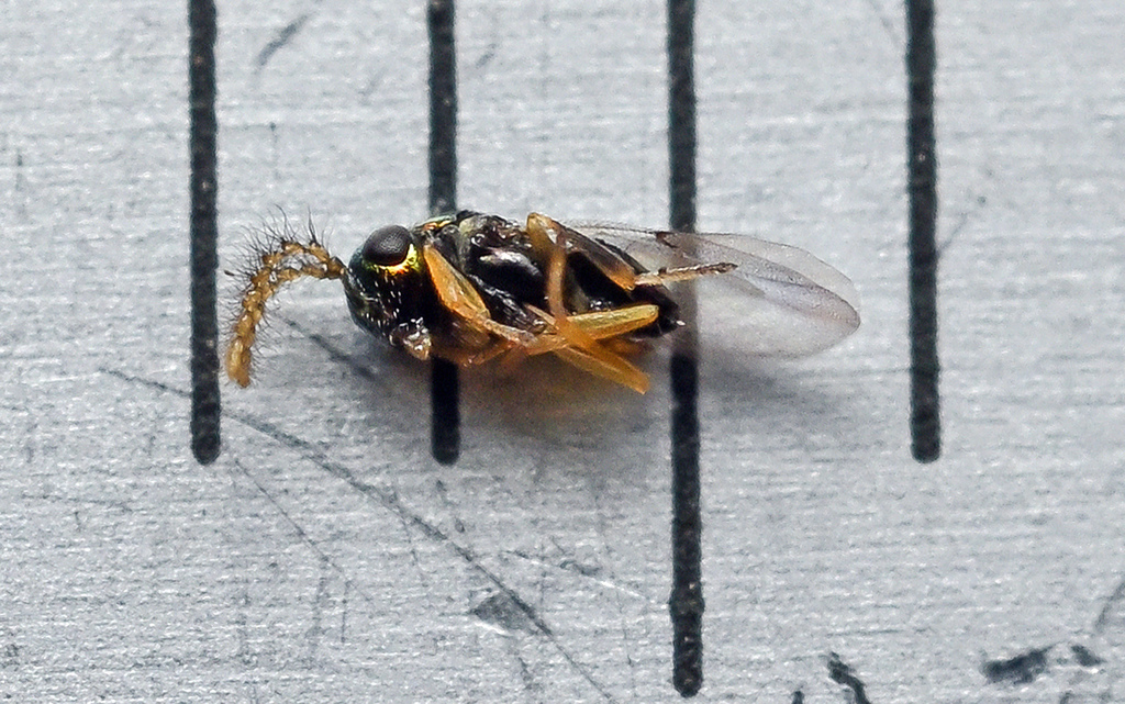 Blastothrix sericeus