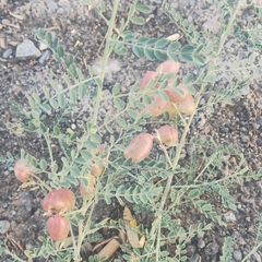 Sphaerophysa