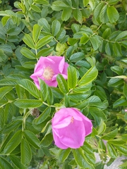 Rosa rugosa