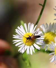 Stenurella melanura