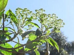 Verbesina arborea