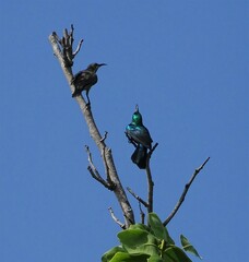 Cinnyris bifasciatus microrhynchus