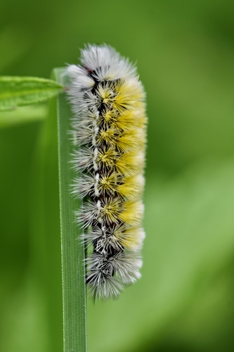 Virginia ctenucha moth