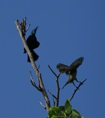 Cinnyris bifasciatus microrhynchus