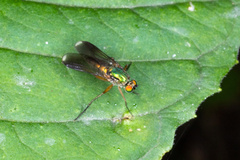 Poecilobothrus nobilitatus