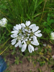 Orlaya grandiflora